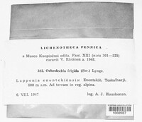 Image of Ochrolechia frigida